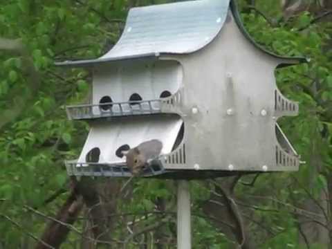 how to attract purple martins in nj