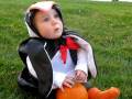 videos de Flapping Penguin