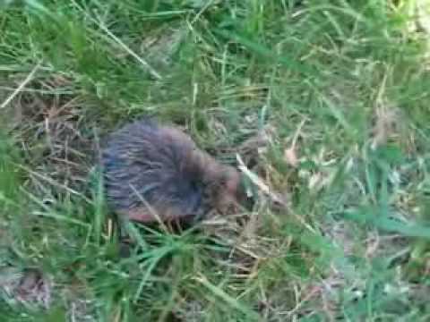 baby mole digging the ground