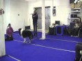 Timmy- target training