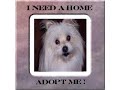 ADOPT ME SONG