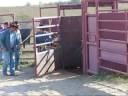 More Wilfong Bucking Bulls 2008 Weanling Calves More Wilfong Bucking Bulls 2008 Weanling Calves
