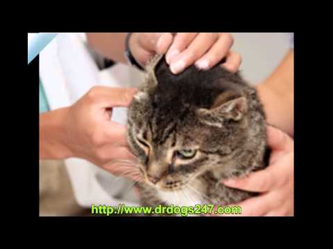 how to eliminate ear mites in cats