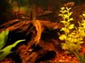 videos de My 20 gallon Aquarium