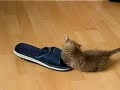 chat-rigolo-matte-chat.html