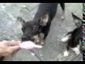 videos de Os cachorros que chupam picole.