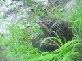 Smokey the cat!