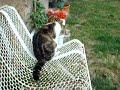 mes animaux
