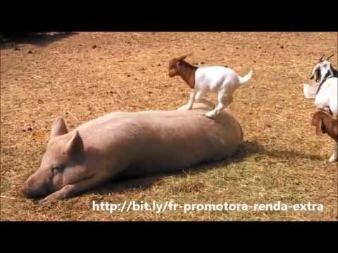 porco - http://bit.ly/FRpromotora - O porco estava na maior tranquilidade, descansando, e o cabritinho todo alegre e serelepe, querendo agitação. Para despertar o po...