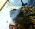 videos de lezard