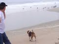 Beagle Per� - Mis perras en la playa Punta Rocas