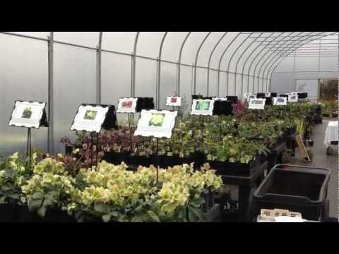 Hellebore Pink Frost - Take a look inside our amazing hellebore greenhouse filled with thousands of blooming plants from nearly 100 different strains, species and cultivars. Though...
