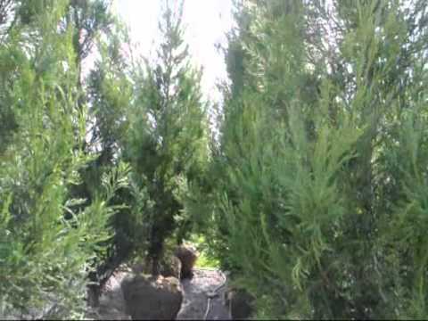 how to transplant cherry tree