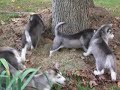 Alaskan Malamute Puppies Outdoor play Alaskan Malamute Puppies Outdoor play
