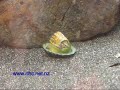 Limpet rolling a barnacle Limpet rolling a barnacle