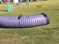 Dog Agility Bloopers Dog Agility Bloopers