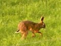 Running hare (slow motion) Running hare (slow motion)