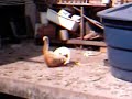 vale tudo de gatos