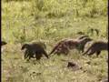 Mongoose Gang Jacks Jackal