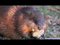 yo it's muskrat love