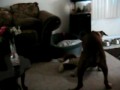 My pit Rocky killing a dog