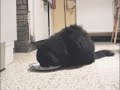 raincat