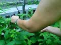 Raspberry picking - Part 2