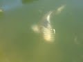 Chasing the golden carp in  Glastonbury Abbey