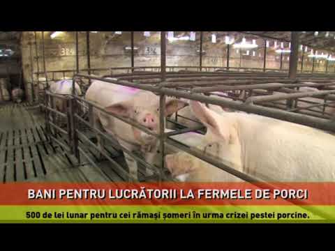 500 de lei de la Guvern, timp de şase luni, pentru şomerii crizei virusului pestei porcine
