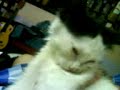 Putut The Cat