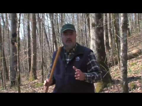 how to measure height of a tree