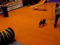 BOLETA en una Exhibicio d'Agility (12.10.08)