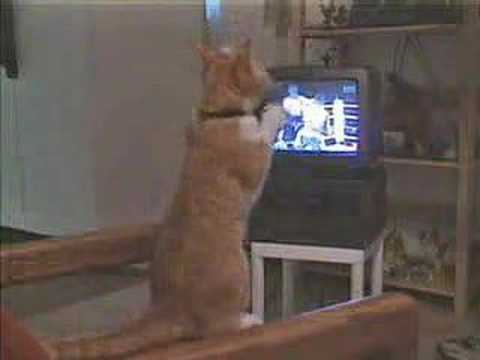 funny cat boxing fan
