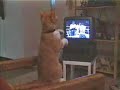 ventilador divertido del boxeo del gato
