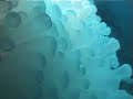 Two minutes of diving