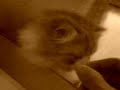 .....GRIGNOTAGE..............