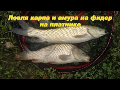 ловить на фидер на амуре ловить на фидер на амуре