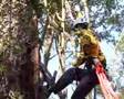 Activists take to the trees