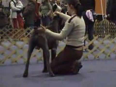 cane corso