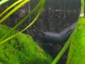Mad ancistrus