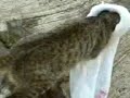 YouTubeサムネイル[5HI_GvpFYFY] - 3枚目
