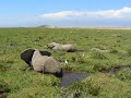 AFRICA Kenya Elephants in Water