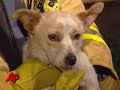 Dog-Nearly-Dies-Savi