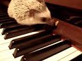 Erizo pianista