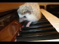 Erizo pianista