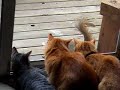 Four Cats and A Squirrl