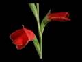 Hasan Dursun   G�l A�ar 2008  BEYAZ YOLCU 