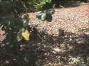 Close Encounters of the Squirrel Kind Close Encounters of the Squirrel Kind