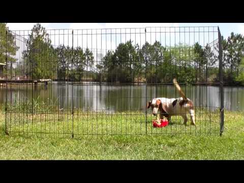 Myra Tri Female Basset