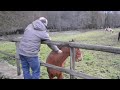 Javi y los Caballos